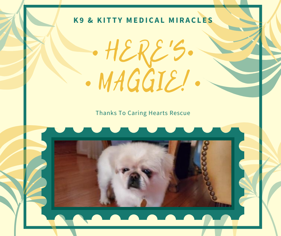 K9 & Kitty Medical Miracles – Caring Hearts Rescue & Maggie