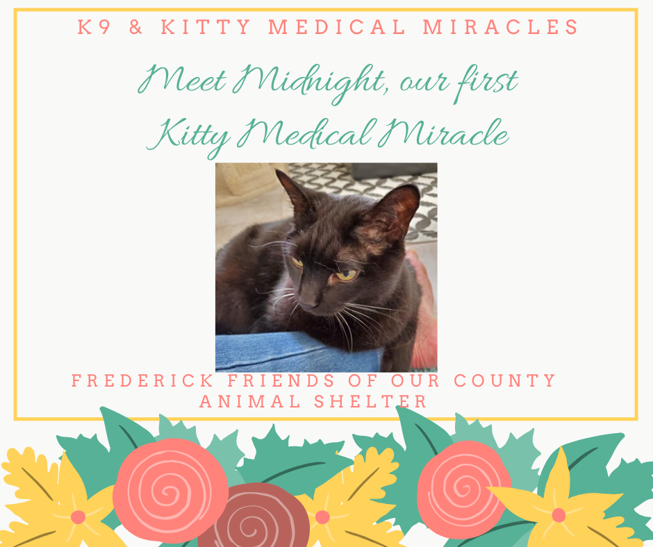 K9 & Kitty Medical Miracles – FFOCAS & Midnight the Cat