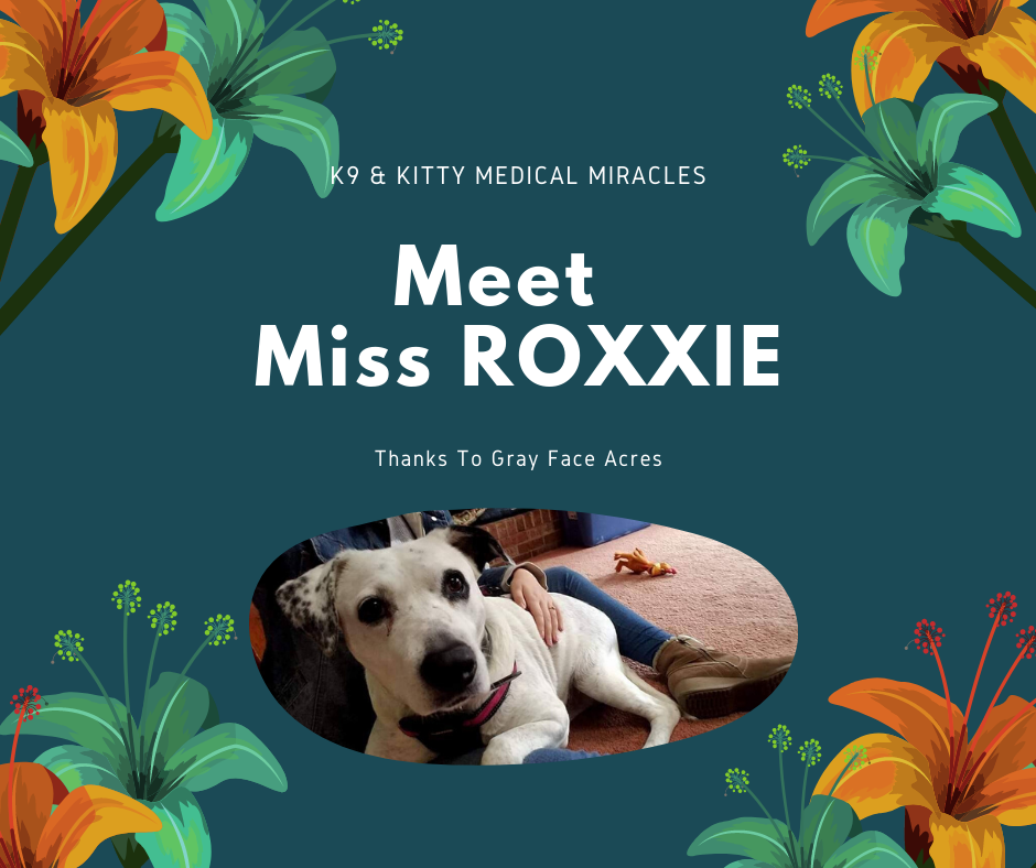 K9 & Kitty Medical Miracles – Gray Face Acres & Roxxie
