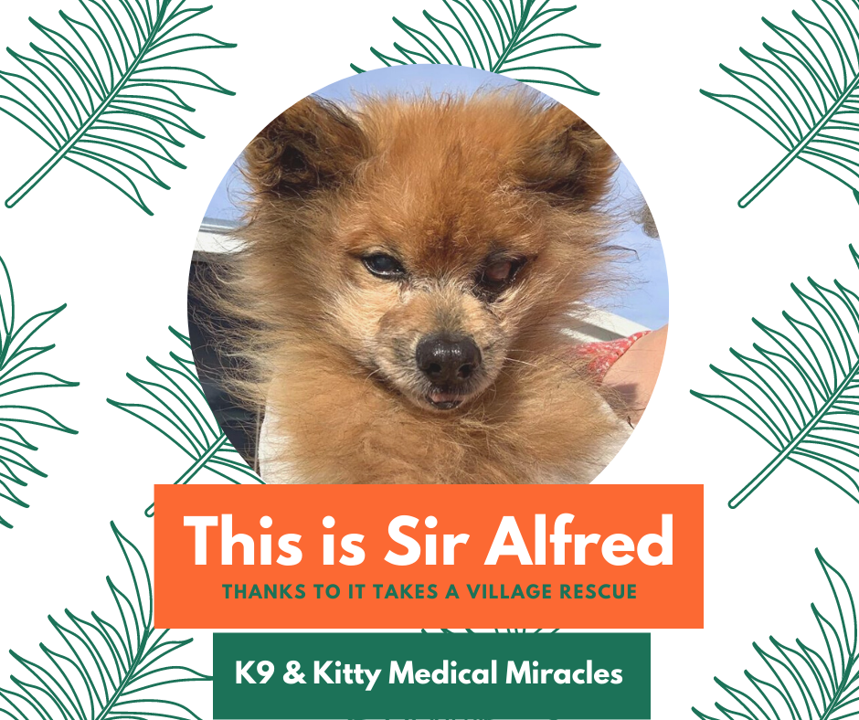 K9 & Kitty Medical Miracles – It Takes A Village Rescue & Sir Alfred