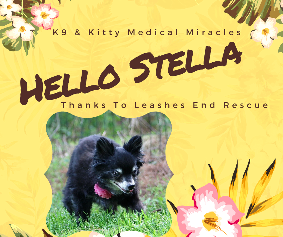K9 & Kitty Medical Miracles – Leashes End  & Stella Update!