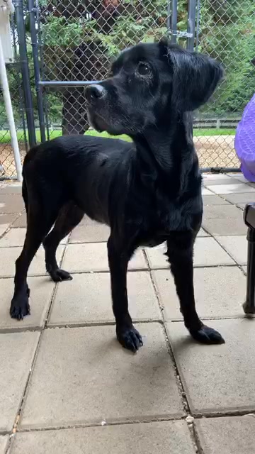 K9 & Kitty Medical Miracles – LovePaws and Miss Cookie