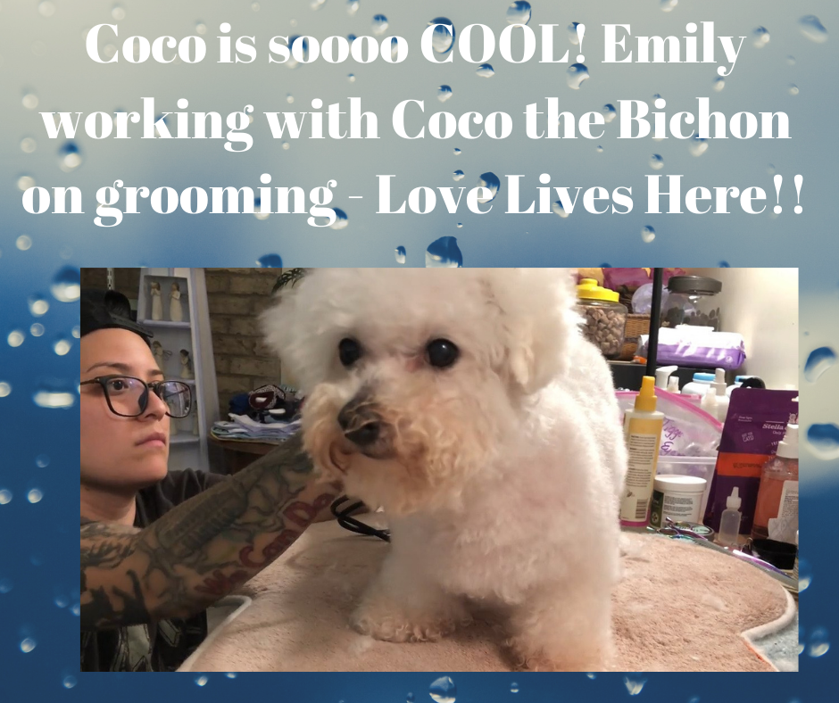 Giving Tuesday – Donating for Grooming