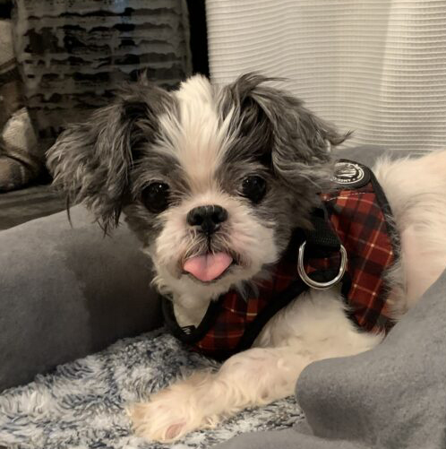 Bandit